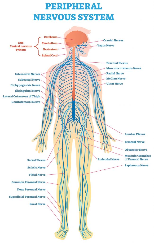 CMT 101 Understanding CMT The Peripheral Nervous System CMT 