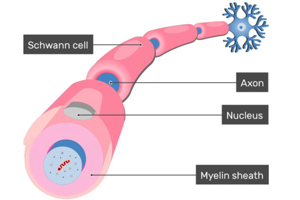 Understanding the myelin sheath in CMT