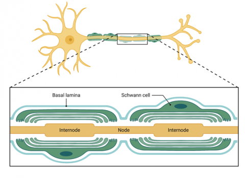 Understanding Neurons & the Myelin Sheath in Charcot-Marie-Tooth ...