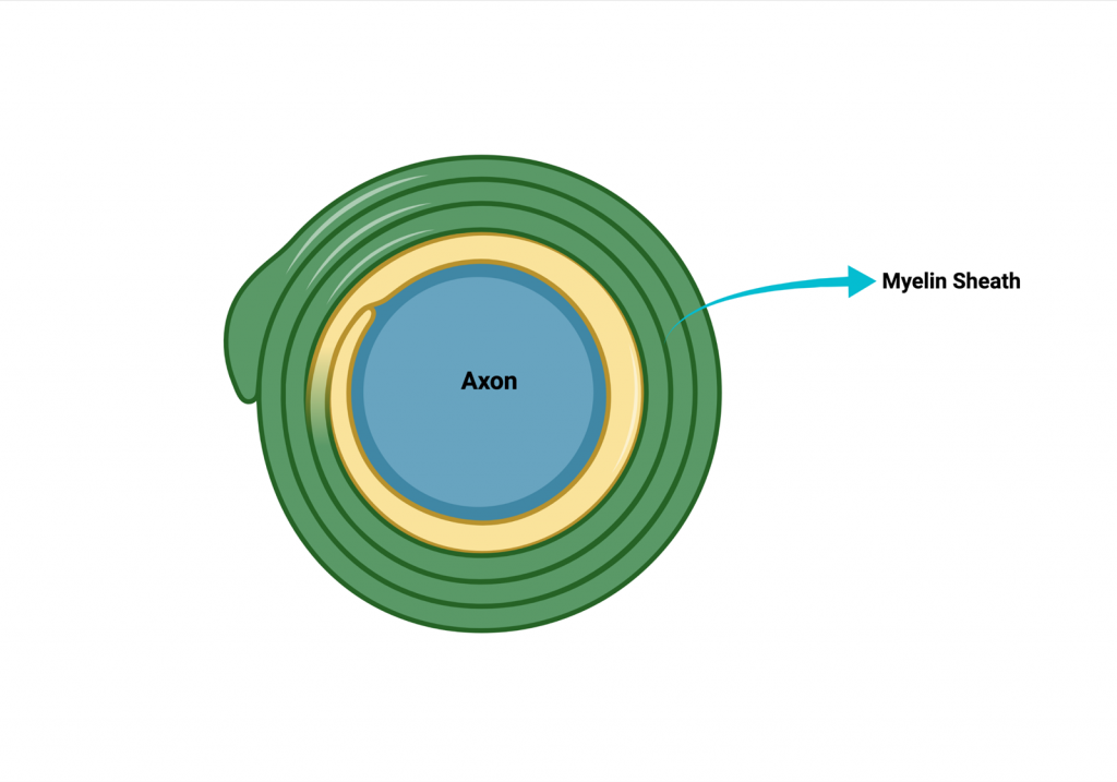 Image of the myelin sheath on cmtrf.org