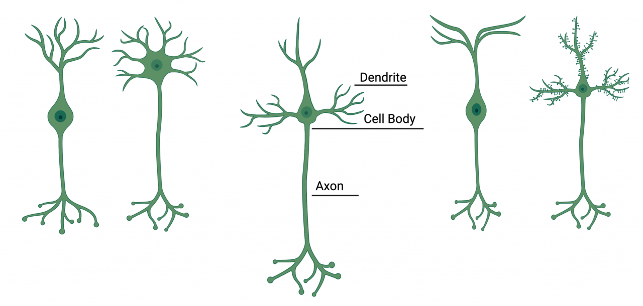 Understanding Neurons And The Myelin Sheath In Charcot Marie Tooth Disease Cmt Research Foundation