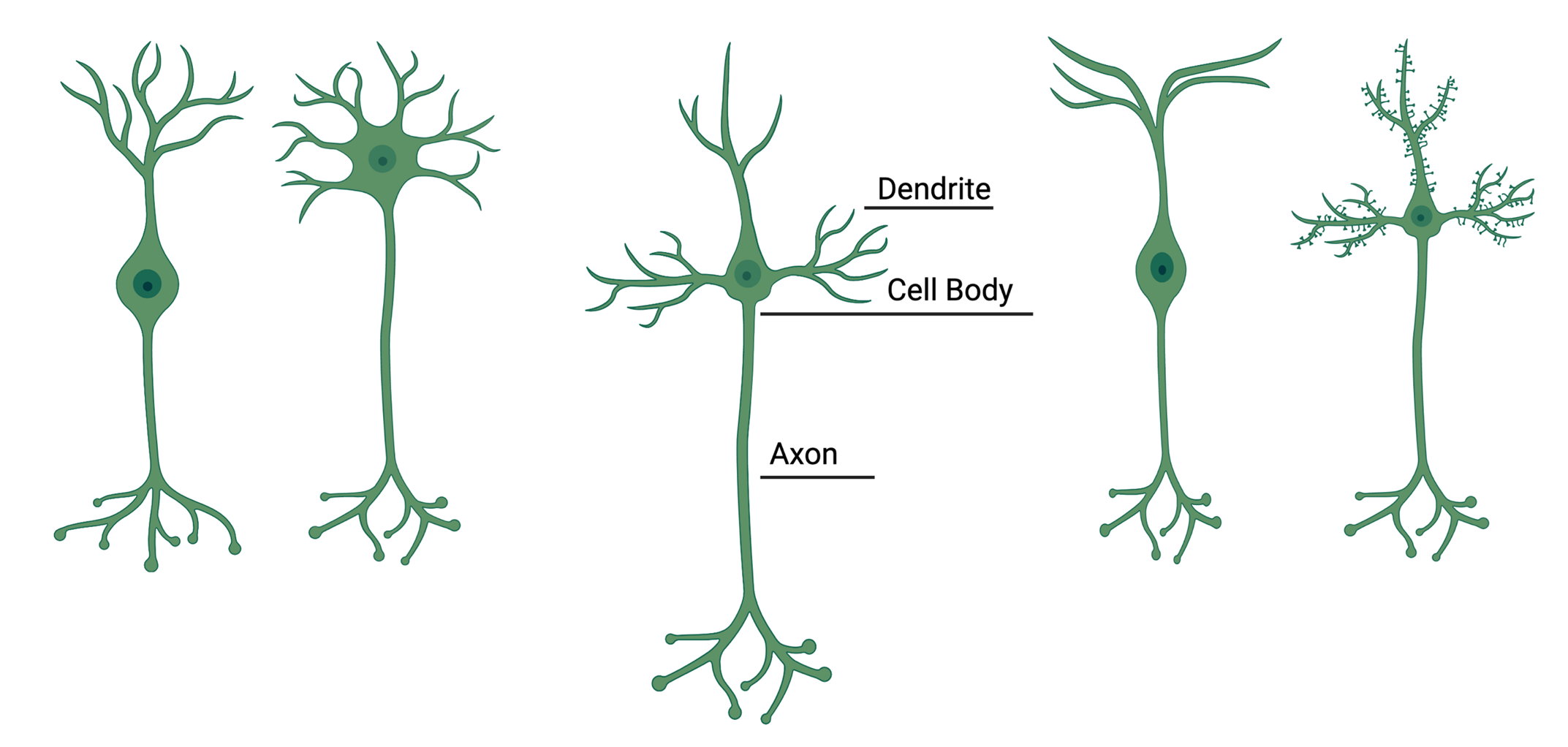 Image of a neuron on cmtrf.org