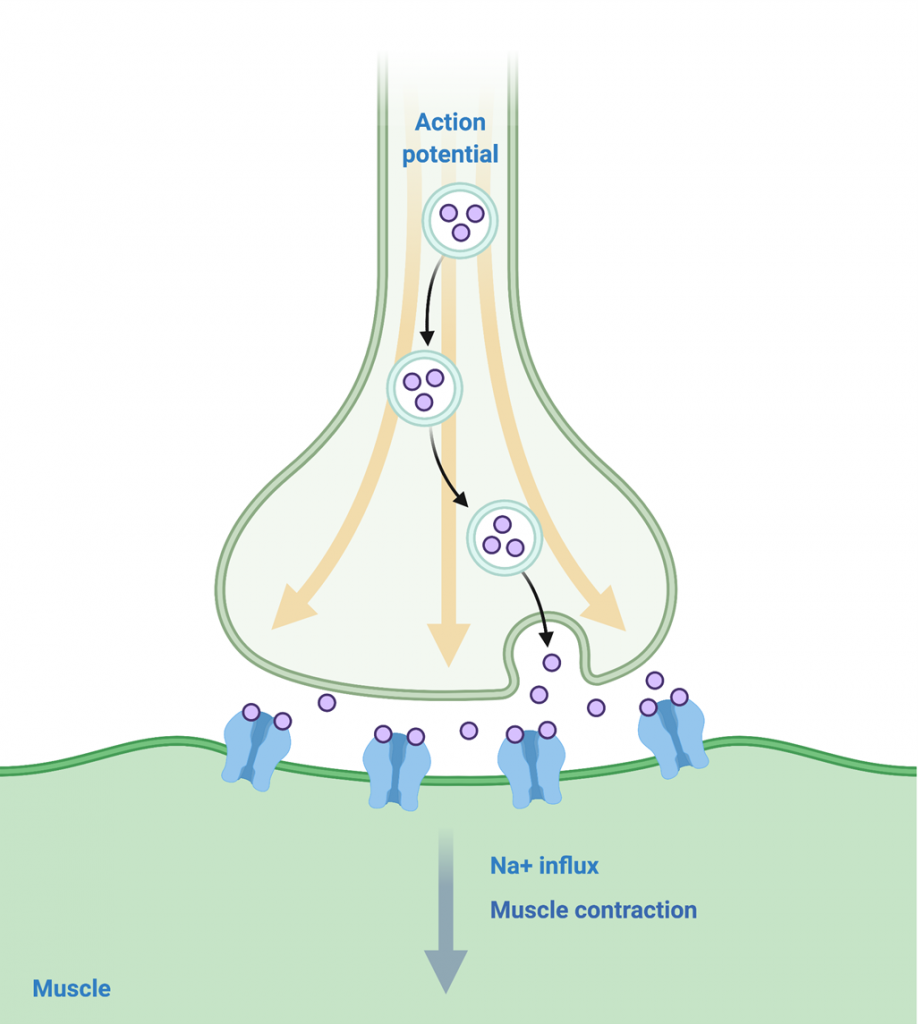 Image of action potential on cmtrf.org